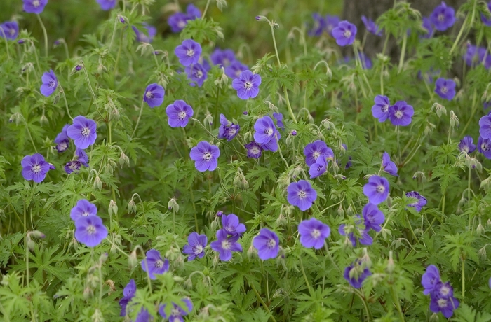 Geranium - Perennial (Cranesbill) - Geranium 'Brookside' from Scotts Garden Centre Geranium - Perennial (Cranesbill) - Geranium 'Brookside' from Scotts Garden Centre