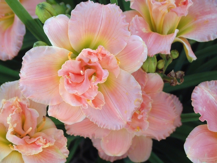 Daylily-Designer - Hemerocallis 'Siloam Double Classic' Daylily-Designer - Hemerocallis 'Siloam Double Classic'