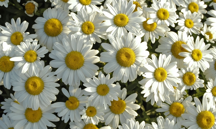 Shasta Daisy Snowcap - Leucanthemum superbum ''Snowcap'' from Scotts Garden Centre Shasta Daisy Snowcap - Leucanthemum superbum ''Snowcap'' from Scotts Garden Centre