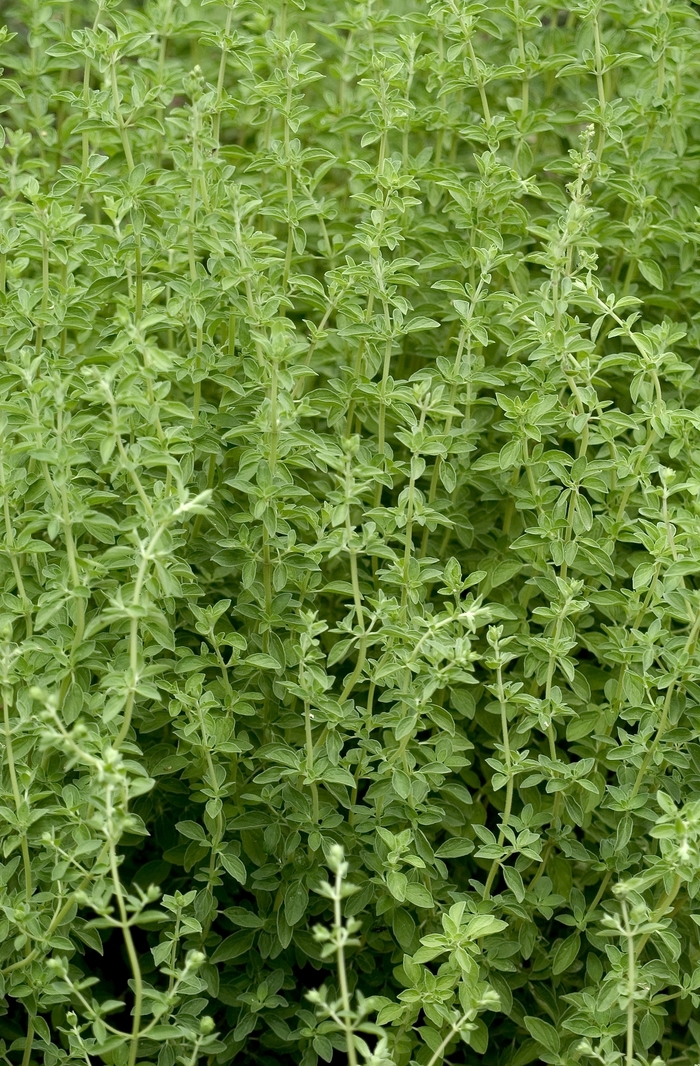 Origanum majorana Sweet Marjoram Scotts Garden Centre