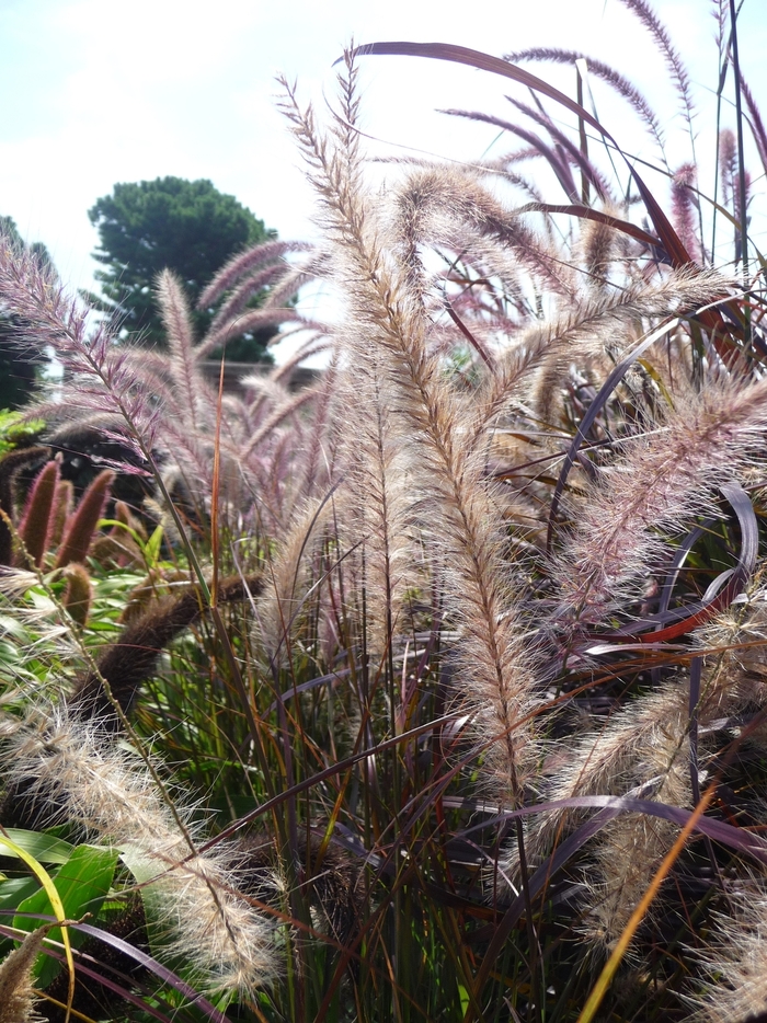 Graceful Grasses™ - Pennisetum setaceum 'Rubrum' ' Rubrum Purple Fountain Grass' from Scotts Garden Centre Graceful Grasses™ - Pennisetum setaceum 'Rubrum' ' Rubrum Purple Fountain Grass' from Scotts Garden Centre