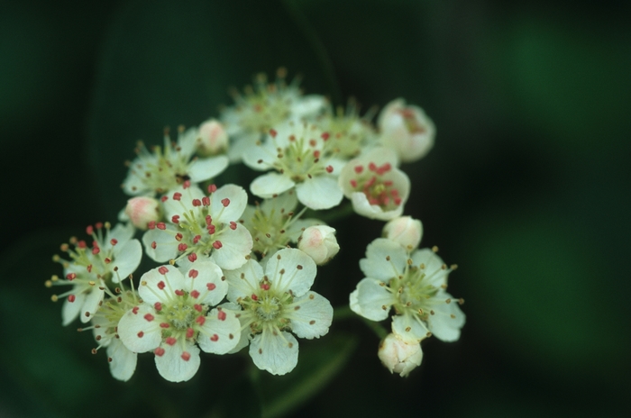 Black chokeberry - Aronia melanocarpa Black chokeberry - Aronia melanocarpa