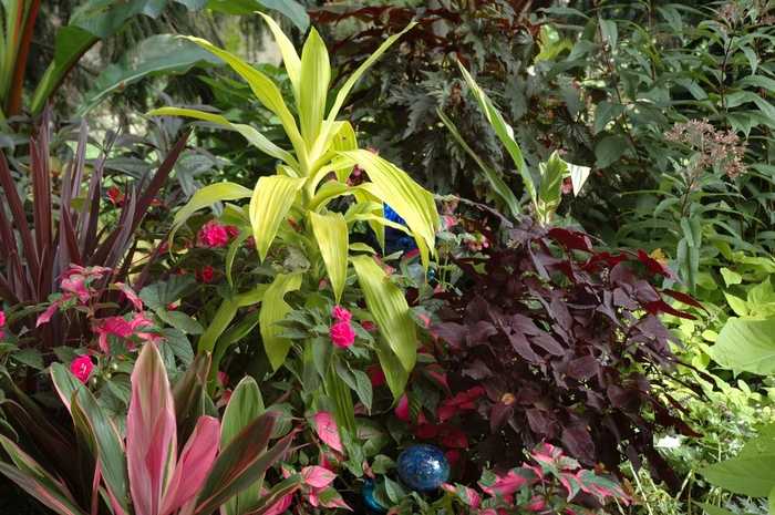 Draceana - Dracaena hybrid 'Limelight' from Scotts Garden Centre Draceana - Dracaena hybrid 'Limelight' from Scotts Garden Centre