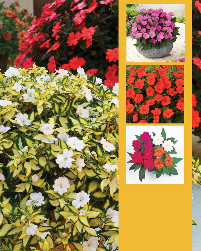 SunPatiens® Vigorous - IMPATIENS for the SUN from Scotts Garden Centre SunPatiens® Vigorous - IMPATIENS for the SUN from Scotts Garden Centre