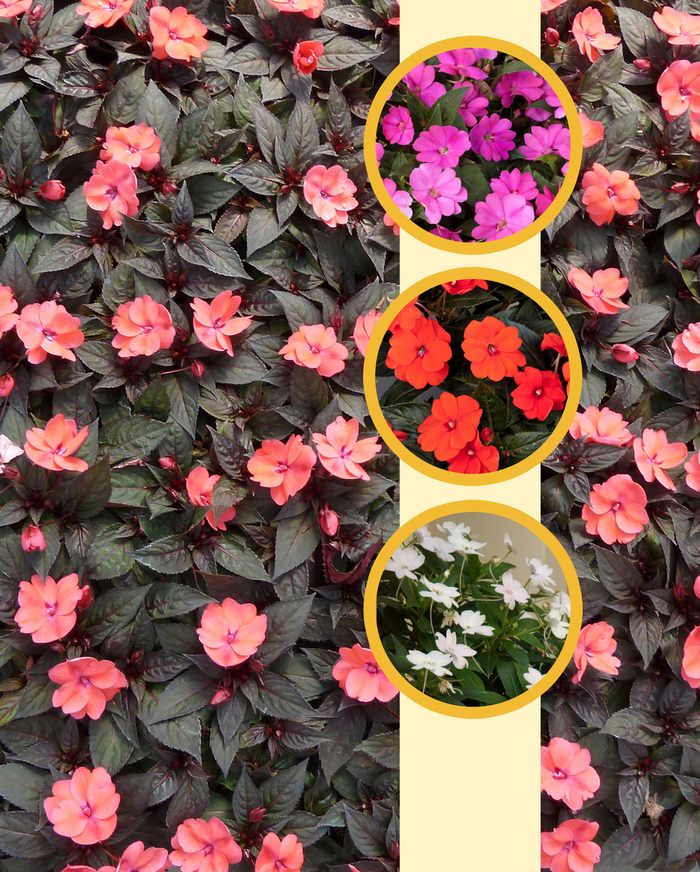 SunPatiens® Compact - IMPATIENS for the SUN from Scotts Garden Centre SunPatiens® Compact - IMPATIENS for the SUN from Scotts Garden Centre