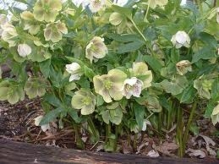 Lenten Rose - Helleborus orientalis 'Yellow Lady' from Scotts Garden Centre Lenten Rose - Helleborus orientalis 'Yellow Lady' from Scotts Garden Centre
