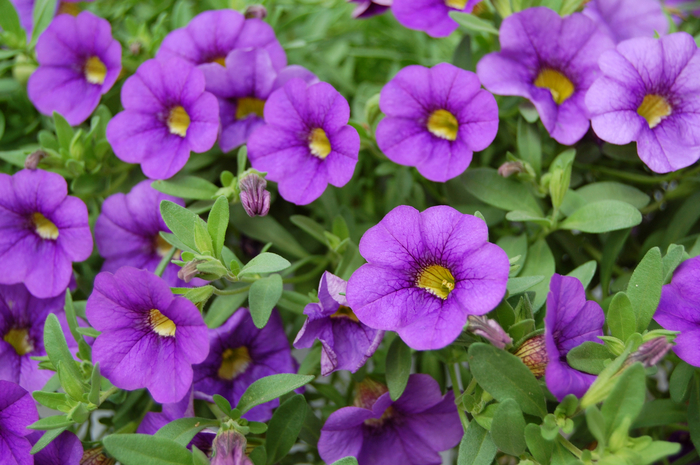 Caloha® Compact Blue - Calibrachoa from Scotts Garden Centre Caloha® Compact Blue - Calibrachoa from Scotts Garden Centre