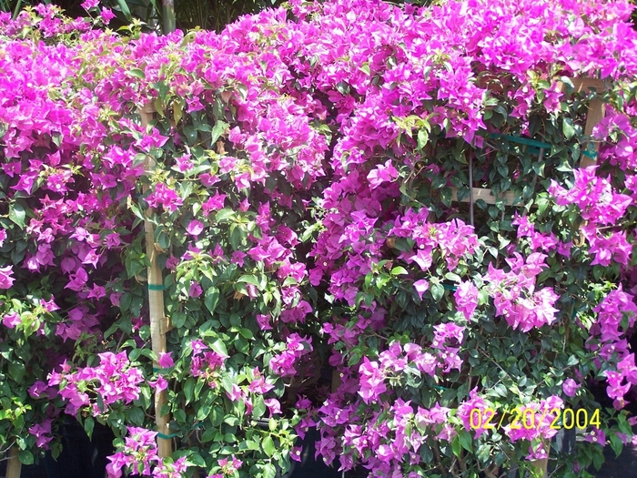 Bougainvillea - Bougainvillea spp from Scotts Garden Centre Bougainvillea - Bougainvillea spp from Scotts Garden Centre