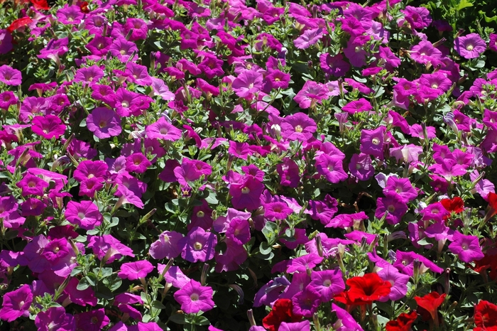 Petunia - Petunia hybrida 'Avalanche Lavender' from Scotts Garden Centre Petunia - Petunia hybrida 'Avalanche Lavender' from Scotts Garden Centre