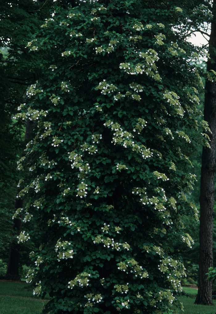 Climbing Hydrangea - Hydrangea anomala subsp. petiolaris from Scotts Garden Centre Climbing Hydrangea - Hydrangea anomala subsp. petiolaris from Scotts Garden Centre