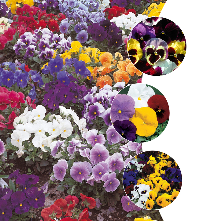 Pansy - Multiple Varieties Pansy - Multiple Varieties