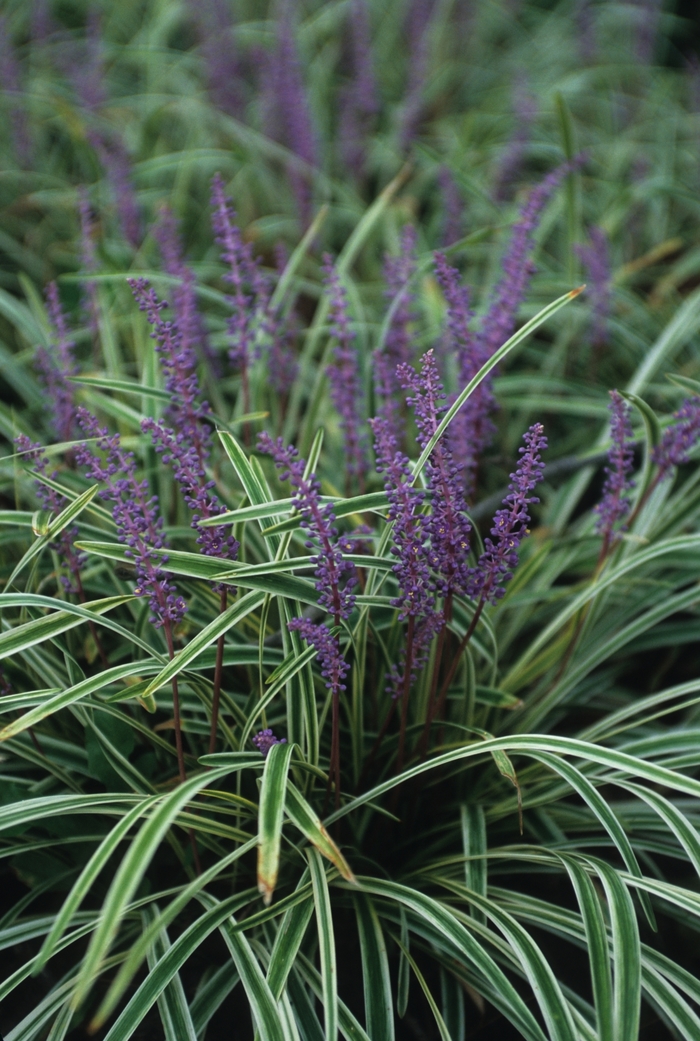 Variegated Liriope - Liriope muscari ''Variegata'' from Scotts Garden Centre Variegated Liriope - Liriope muscari ''Variegata'' from Scotts Garden Centre