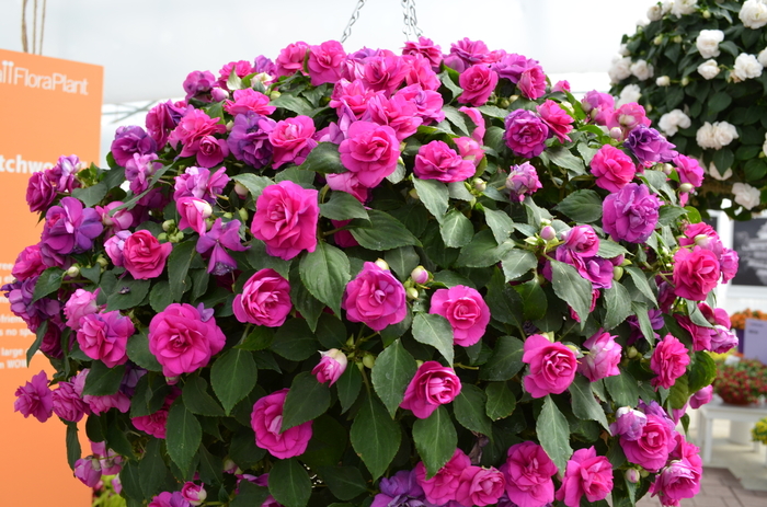 Fiesta Ole' Purple Double Impatiens - Double Impatiens Fiesta Purple from Scotts Garden Centre Fiesta Ole' Purple Double Impatiens - Double Impatiens Fiesta Purple from Scotts Garden Centre