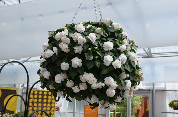 Fiesta Ole' White Double Impatiens - Double Impatiens Fiesta White from Scotts Garden Centre Fiesta Ole' White Double Impatiens - Double Impatiens Fiesta White from Scotts Garden Centre