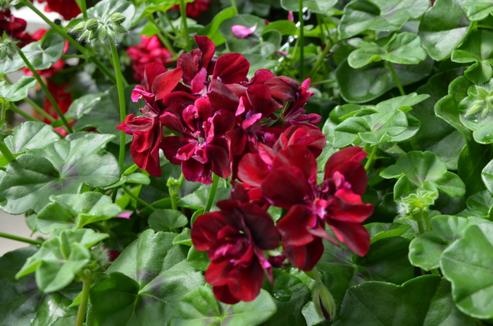 Precision Dark Burgundy Ivy Geranium - Pelargonium 'Precision Dark Burgundy' from Scotts Garden Centre Precision Dark Burgundy Ivy Geranium - Pelargonium 'Precision Dark Burgundy' from Scotts Garden Centre