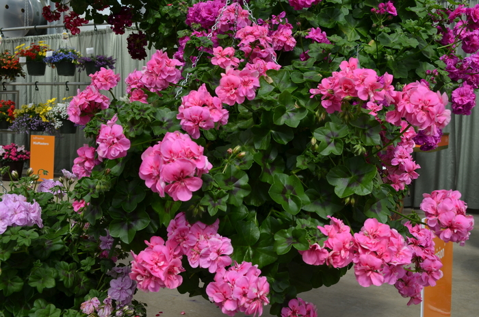 Precision Pink Ivy Geranium - Pelargonium 'Precision Pink' Precision Pink Ivy Geranium - Pelargonium 'Precision Pink'