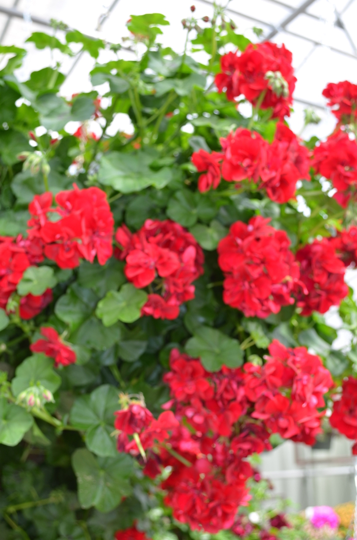 Precision Ruby Ivy Geranium - Pelargonium 'Precision Ruby' from Scotts Garden Centre Precision Ruby Ivy Geranium - Pelargonium 'Precision Ruby' from Scotts Garden Centre