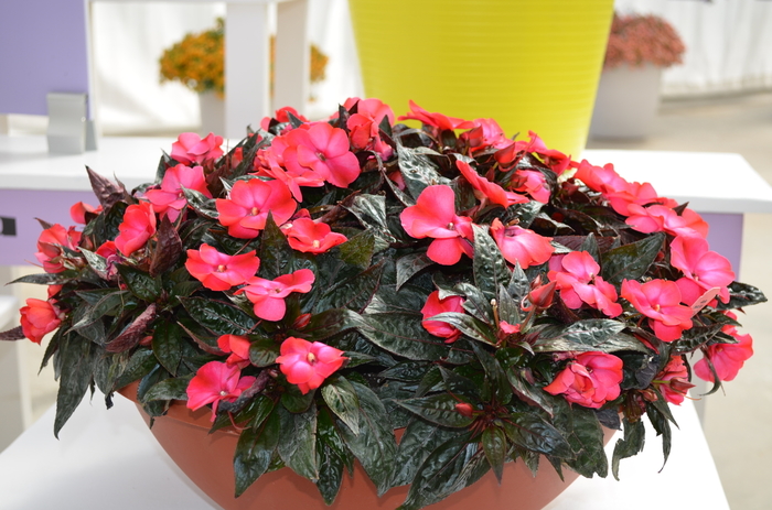ColorPower Dark Pink New Guinea Impatiens - Impatien 'ColorPower Dark Pink' from Scotts Garden Centre ColorPower Dark Pink New Guinea Impatiens - Impatien 'ColorPower Dark Pink' from Scotts Garden Centre