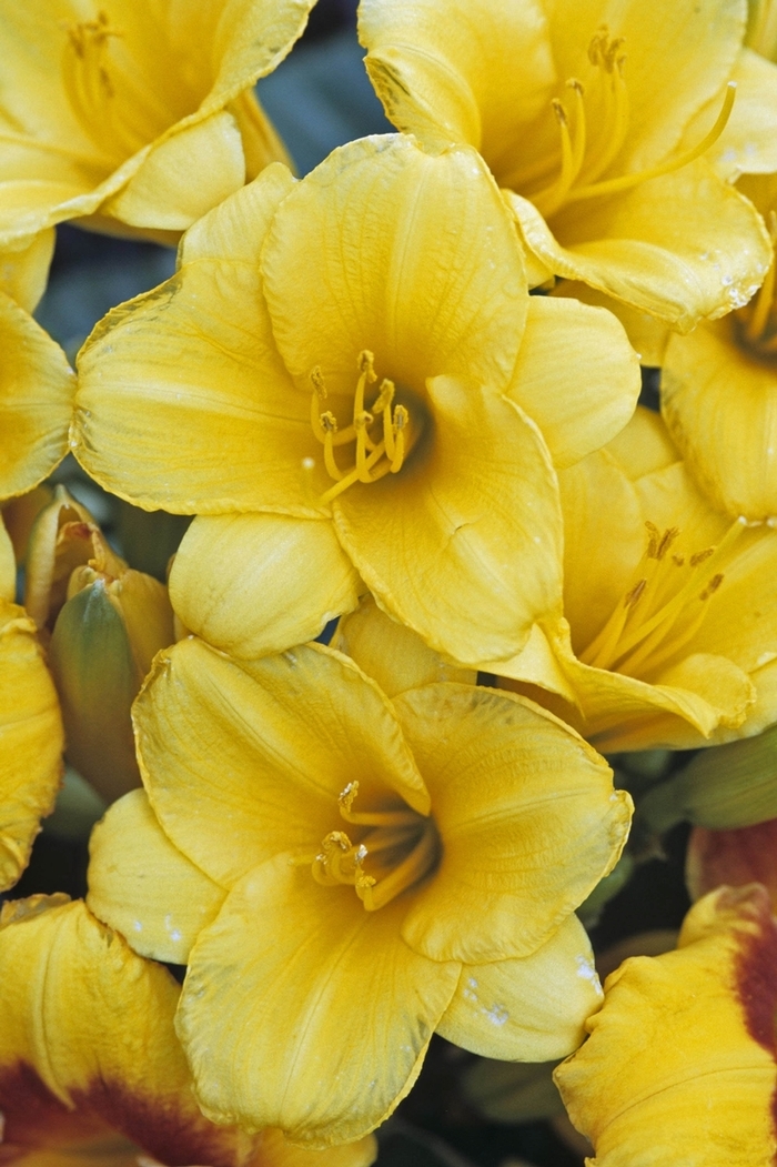 Daylily - Hemerocallis 'Stella d' Oro' from Scotts Garden Centre Daylily - Hemerocallis 'Stella d' Oro' from Scotts Garden Centre