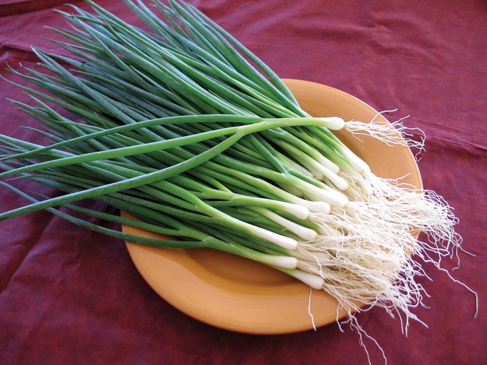 White Gem - Bunching Onion from Scotts Garden Centre White Gem - Bunching Onion from Scotts Garden Centre