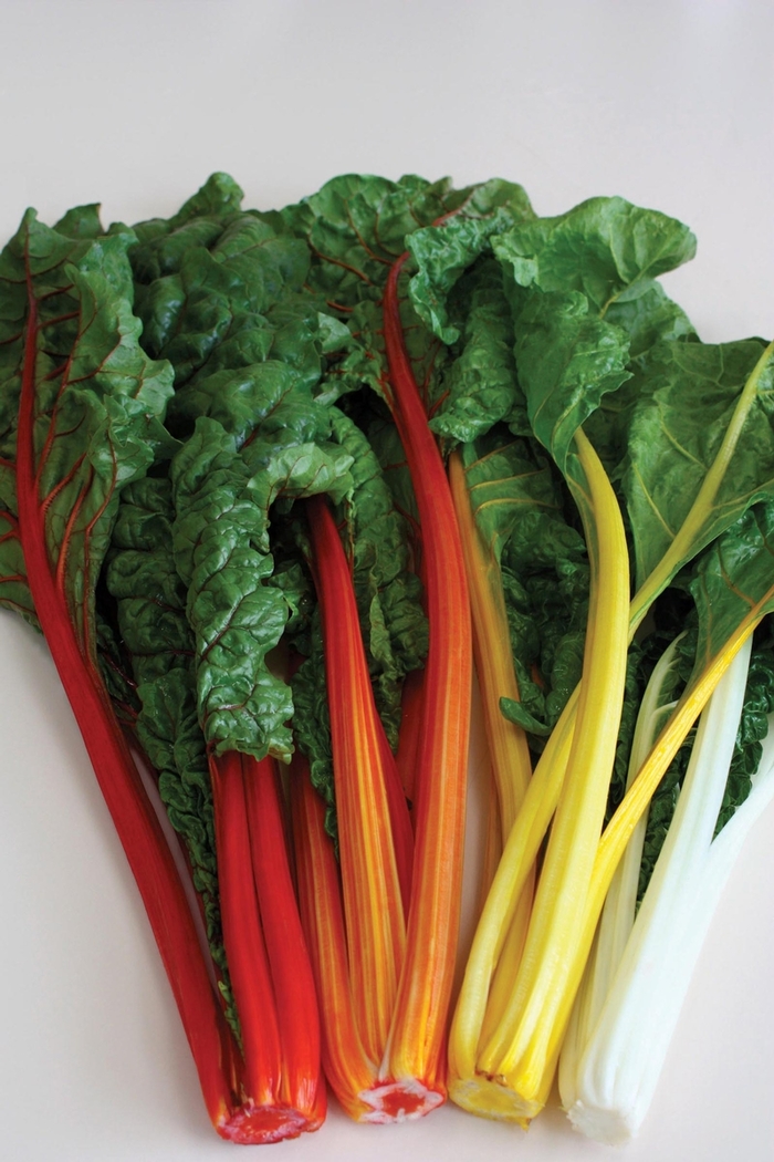 Celebration - Swiss Chard from Scotts Garden Centre Celebration - Swiss Chard from Scotts Garden Centre