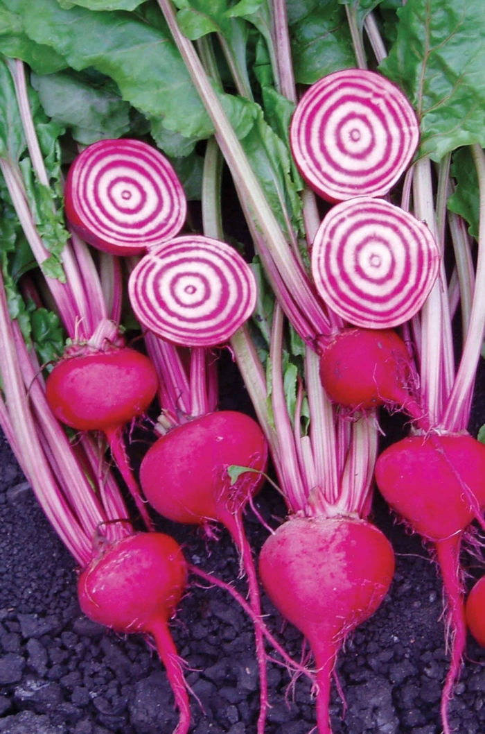 Chioggia Guardsmark - Beet from Scotts Garden Centre Chioggia Guardsmark - Beet from Scotts Garden Centre