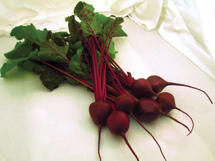 Early Wonder Tall Top - Beet from Scotts Garden Centre Early Wonder Tall Top - Beet from Scotts Garden Centre