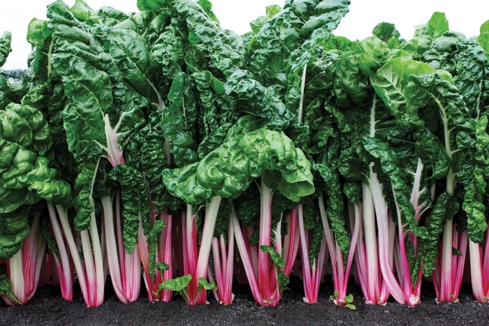 Peppermint (BEF231) - Swiss Chard from Scotts Garden Centre Peppermint (BEF231) - Swiss Chard from Scotts Garden Centre