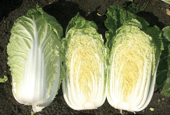 China Gold F1 - Chinese Cabbage from Scotts Garden Centre China Gold F1 - Chinese Cabbage from Scotts Garden Centre