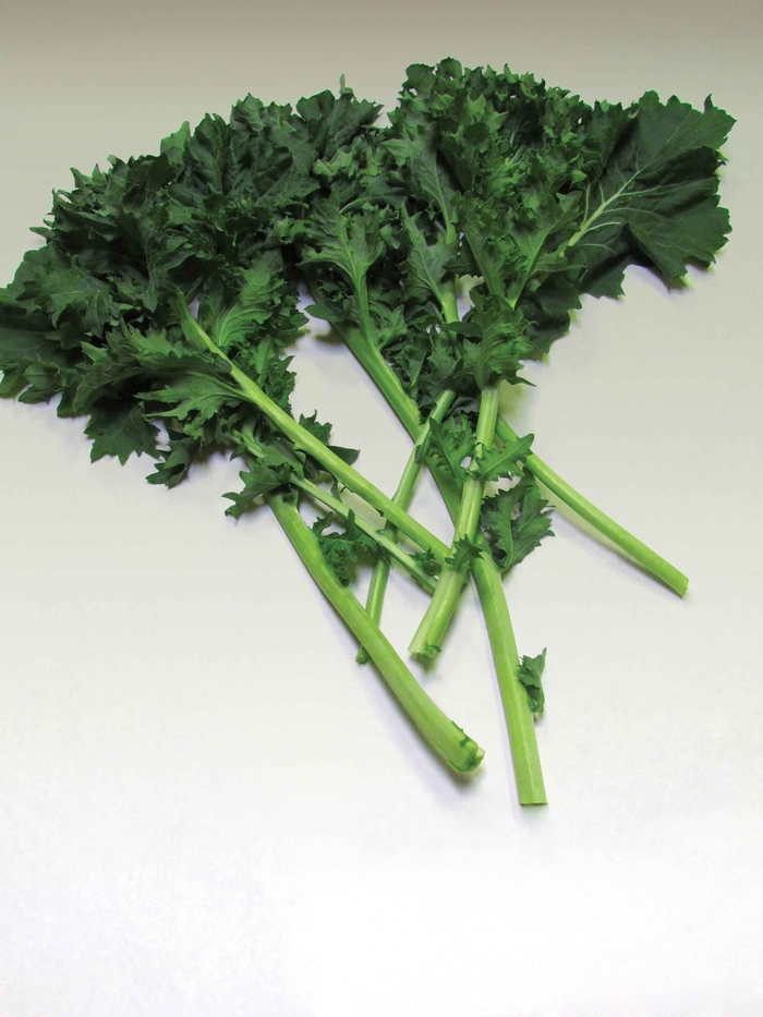 Improved Dwarf Siberian - Kale from Scotts Garden Centre Improved Dwarf Siberian - Kale from Scotts Garden Centre