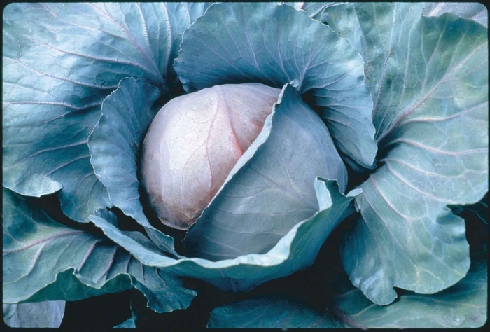 Red Jewel F1 - Cabbage Red Jewel F1 - Cabbage