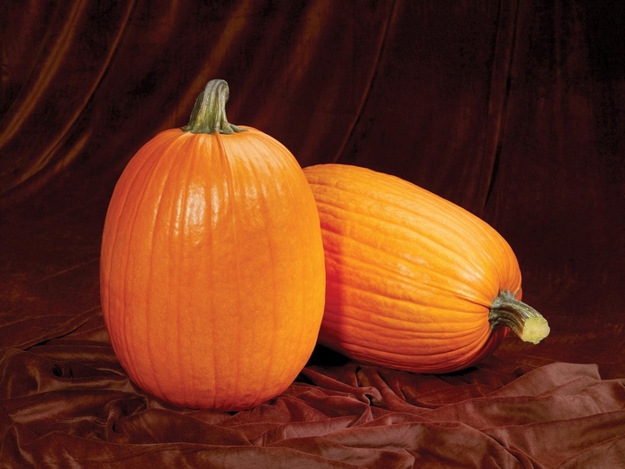 Captain Jack F1 - Pumpkin from Scotts Garden Centre Captain Jack F1 - Pumpkin from Scotts Garden Centre