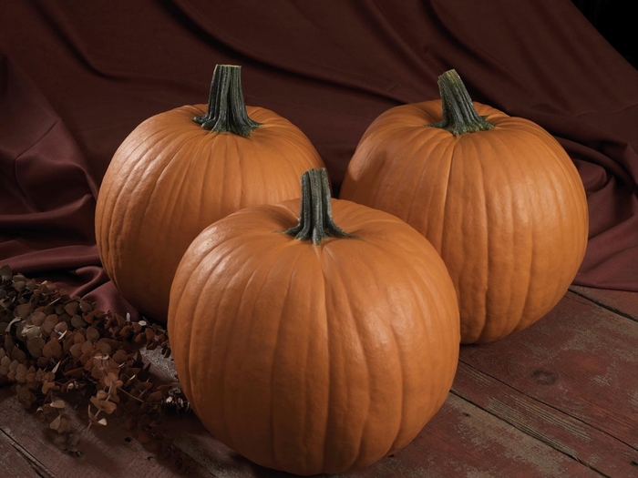 Earlipak F1 - Pumpkin from Scotts Garden Centre Earlipak F1 - Pumpkin from Scotts Garden Centre
