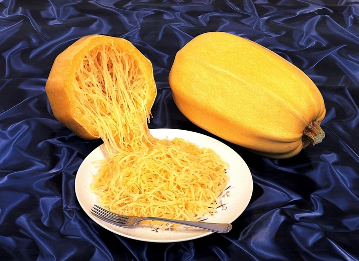 Vegetable Spaghetti - Spaghetti Squash from Scotts Garden Centre Vegetable Spaghetti - Spaghetti Squash from Scotts Garden Centre