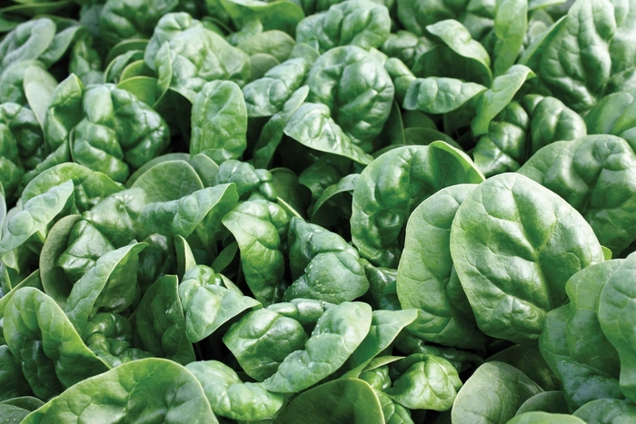 Emperor F1 - Spinach from Scotts Garden Centre Emperor F1 - Spinach from Scotts Garden Centre