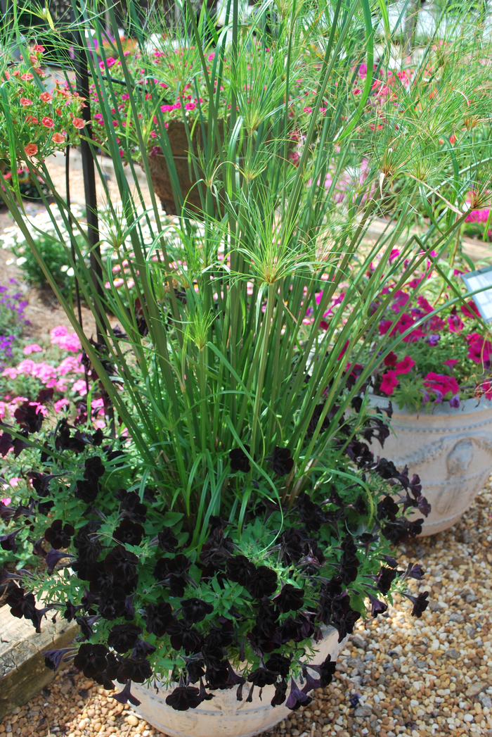 Umbrella Grass - Cyperus papyrus 'King Tut®' from Scotts Garden Centre Umbrella Grass - Cyperus papyrus 'King Tut®' from Scotts Garden Centre