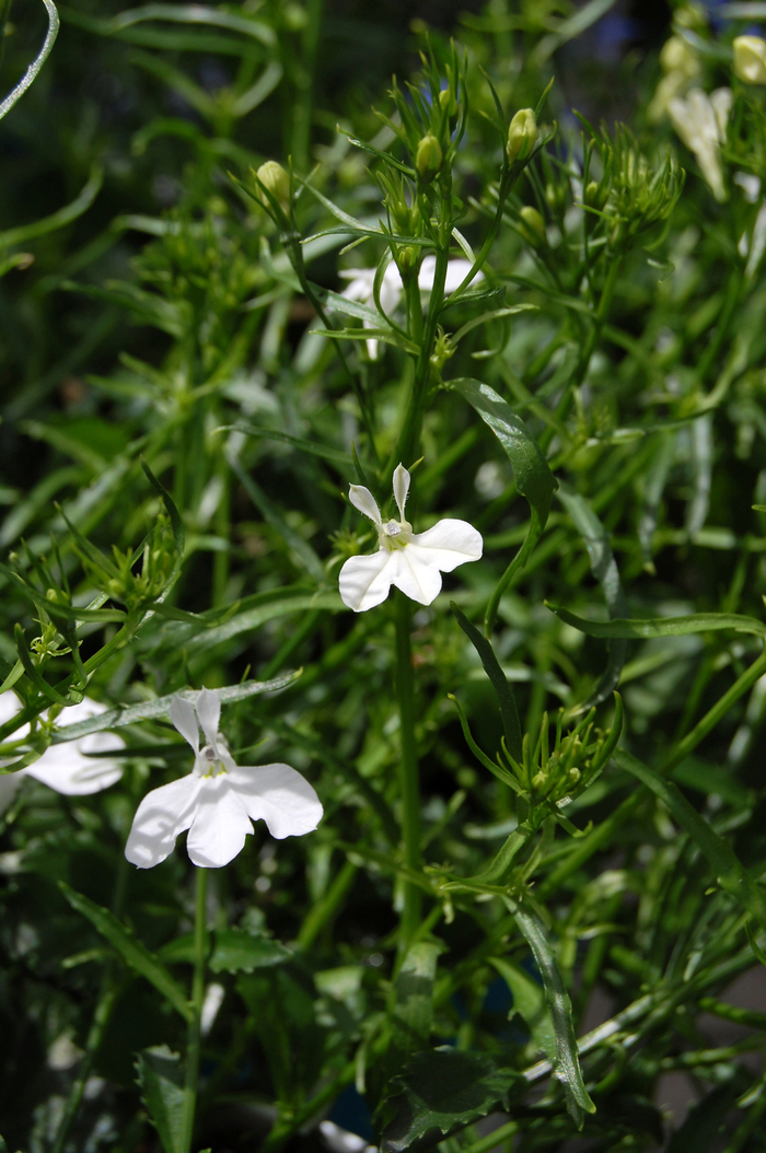 Angel® White Lobelia - Lobelia 'Angel® White' from Scotts Garden Centre Angel® White Lobelia - Lobelia 'Angel® White' from Scotts Garden Centre