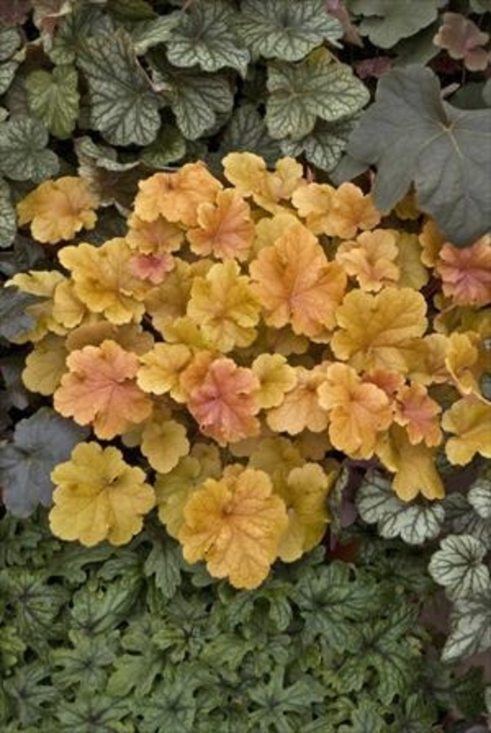 Coral Bells - Heuchera 'Amber Waves' from Scotts Garden Centre Coral Bells - Heuchera 'Amber Waves' from Scotts Garden Centre