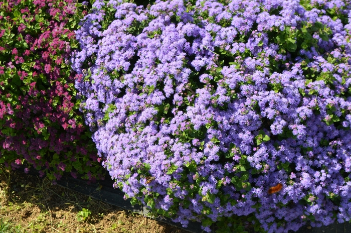Artist® Blue - Ageratum hybrid 'Flossflower' from Scotts Garden Centre Artist® Blue - Ageratum hybrid 'Flossflower' from Scotts Garden Centre