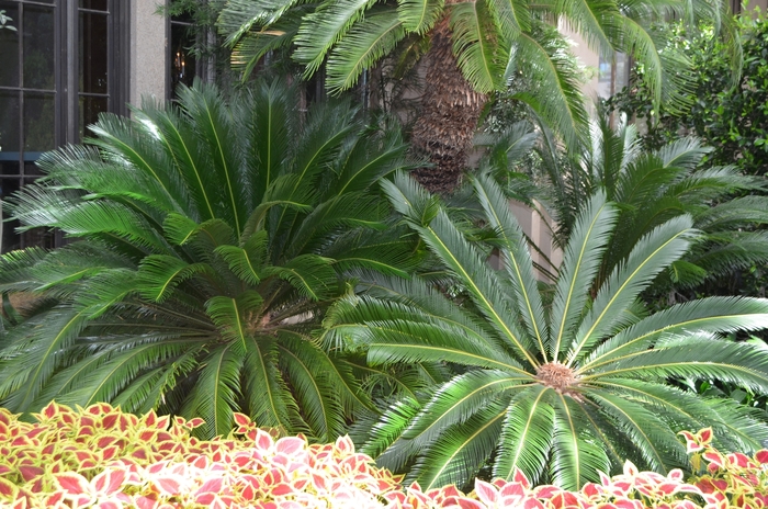Sago Palm - Cycas revoluta from Scotts Garden Centre Sago Palm - Cycas revoluta from Scotts Garden Centre