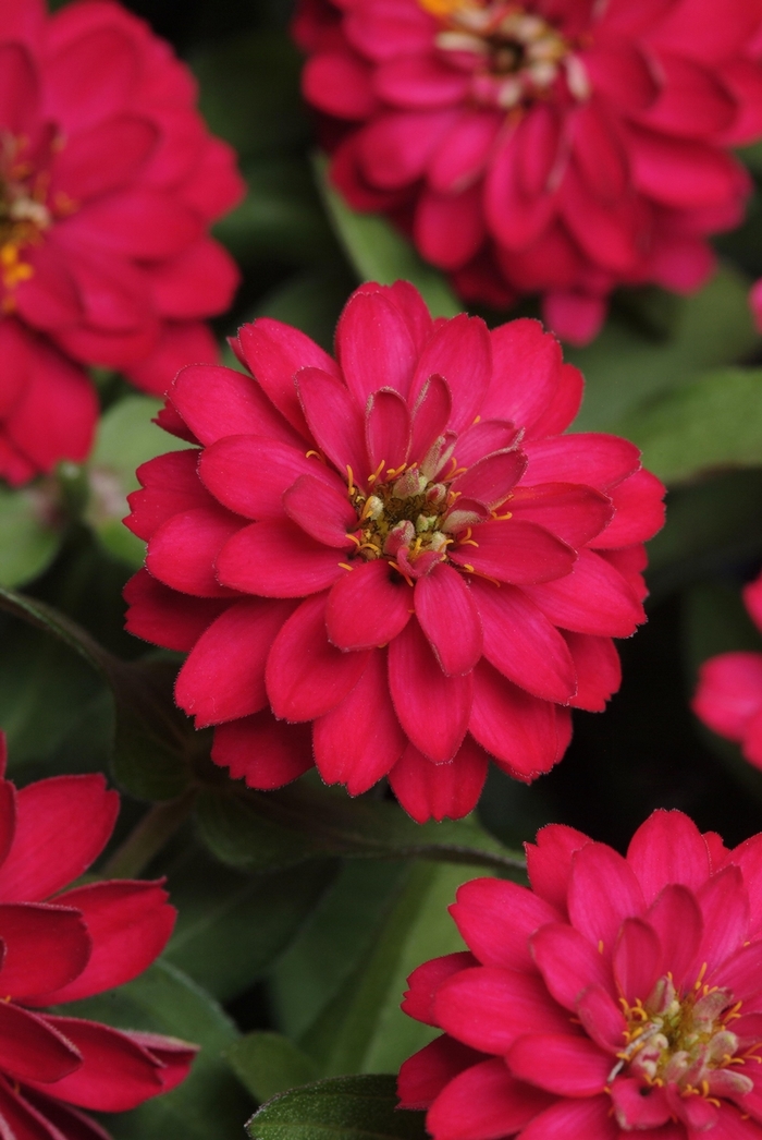 Zinnia - Zinnia marylandica 'Double Zahara Cherry' from Scotts Garden Centre Zinnia - Zinnia marylandica 'Double Zahara Cherry' from Scotts Garden Centre