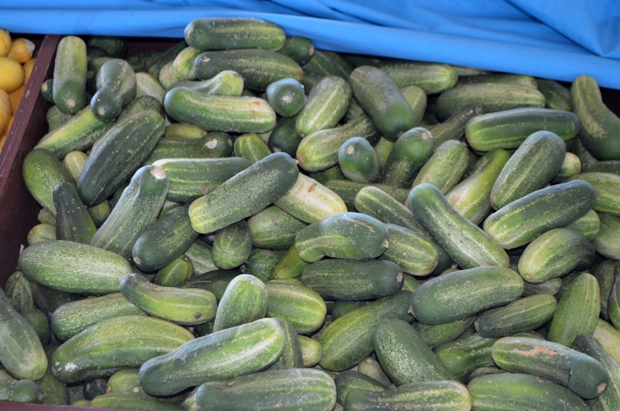 Pickling Cucumber - Cucumis sativus from Scotts Garden Centre Pickling Cucumber - Cucumis sativus from Scotts Garden Centre