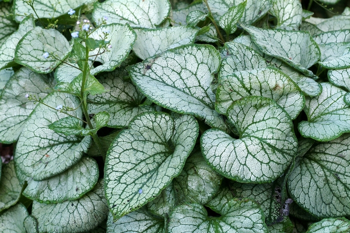 Silver Siberian bugloss - Brunnera macrophylla 'Jack Frost' from Scotts Garden Centre Silver Siberian bugloss - Brunnera macrophylla 'Jack Frost' from Scotts Garden Centre