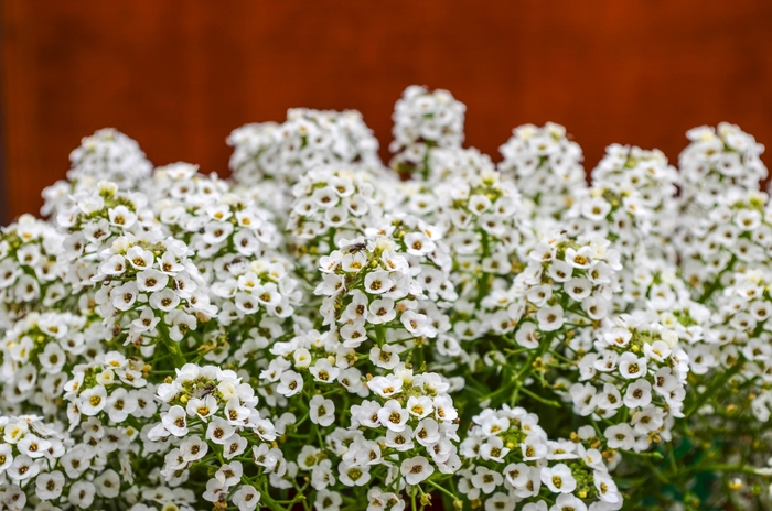 Alyssum Clear Crystals® - Lobularia maritima 'Clear Crystals® White' Alyssum Clear Crystals® - Lobularia maritima 'Clear Crystals® White'