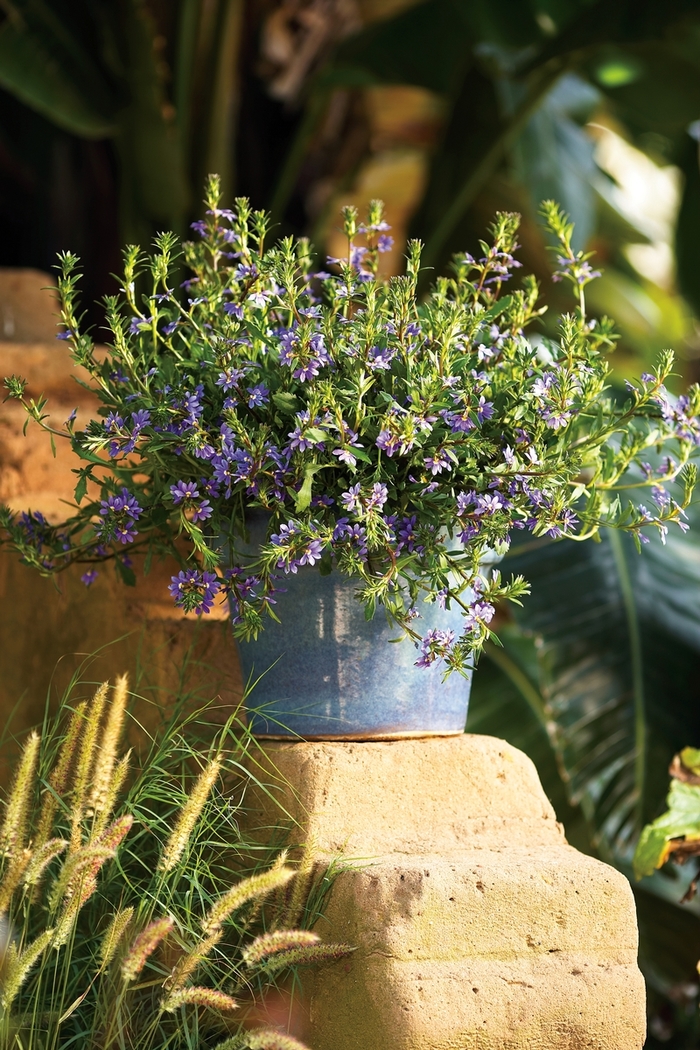 Whirlwind® Blue - Scaevola hybrid 'Fan Flower' from Scotts Garden Centre Whirlwind® Blue - Scaevola hybrid 'Fan Flower' from Scotts Garden Centre