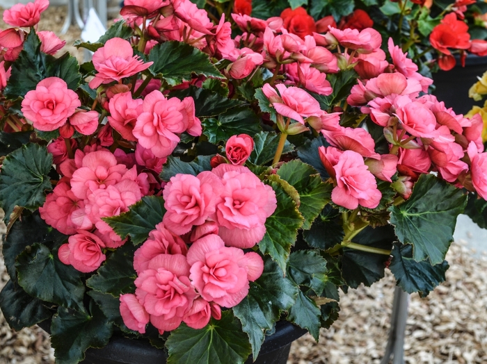 Begonia - Begonia 'Dragone Dusty Rose' from Scotts Garden Centre Begonia - Begonia 'Dragone Dusty Rose' from Scotts Garden Centre