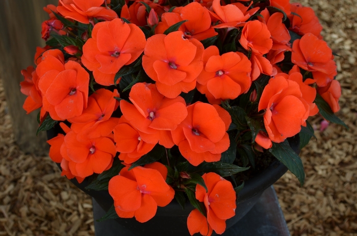 New Guinea Impatiens - Impatiens 'Magnum Orange' from Scotts Garden Centre New Guinea Impatiens - Impatiens 'Magnum Orange' from Scotts Garden Centre