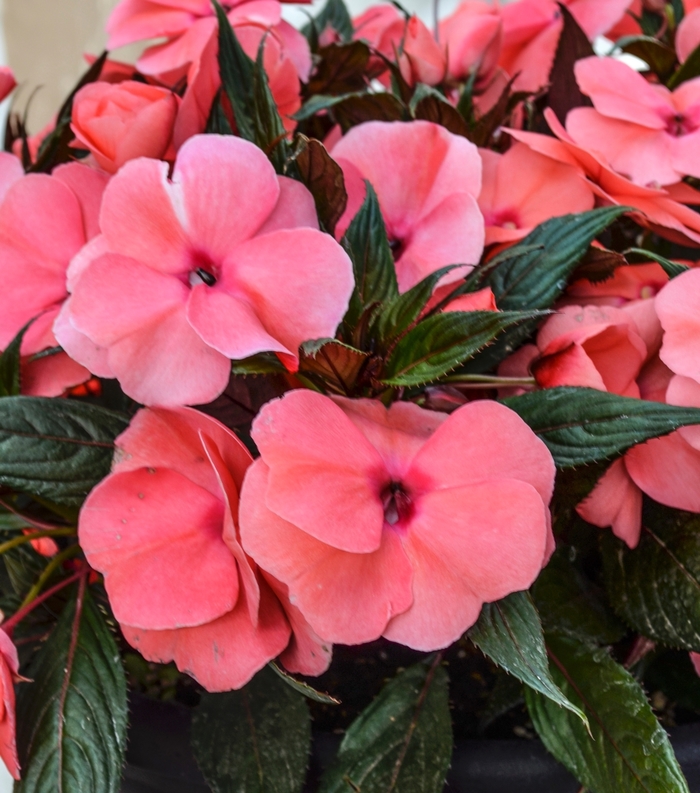 New Guinea Impatiens - Impatiens 'Magnum Salmon' from Scotts Garden Centre New Guinea Impatiens - Impatiens 'Magnum Salmon' from Scotts Garden Centre