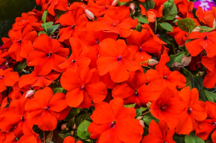 Impatiens - Impatiens walleriana 'Super Elfin® Scarlet' from Scotts Garden Centre Impatiens - Impatiens walleriana 'Super Elfin® Scarlet' from Scotts Garden Centre
