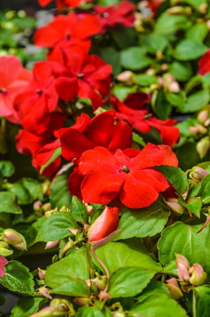 Impatiens - Impatiens walleriana 'Super Elfin® XP Red' from Scotts Garden Centre Impatiens - Impatiens walleriana 'Super Elfin® XP Red' from Scotts Garden Centre